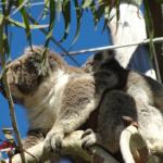 Raymond Island - Koalas